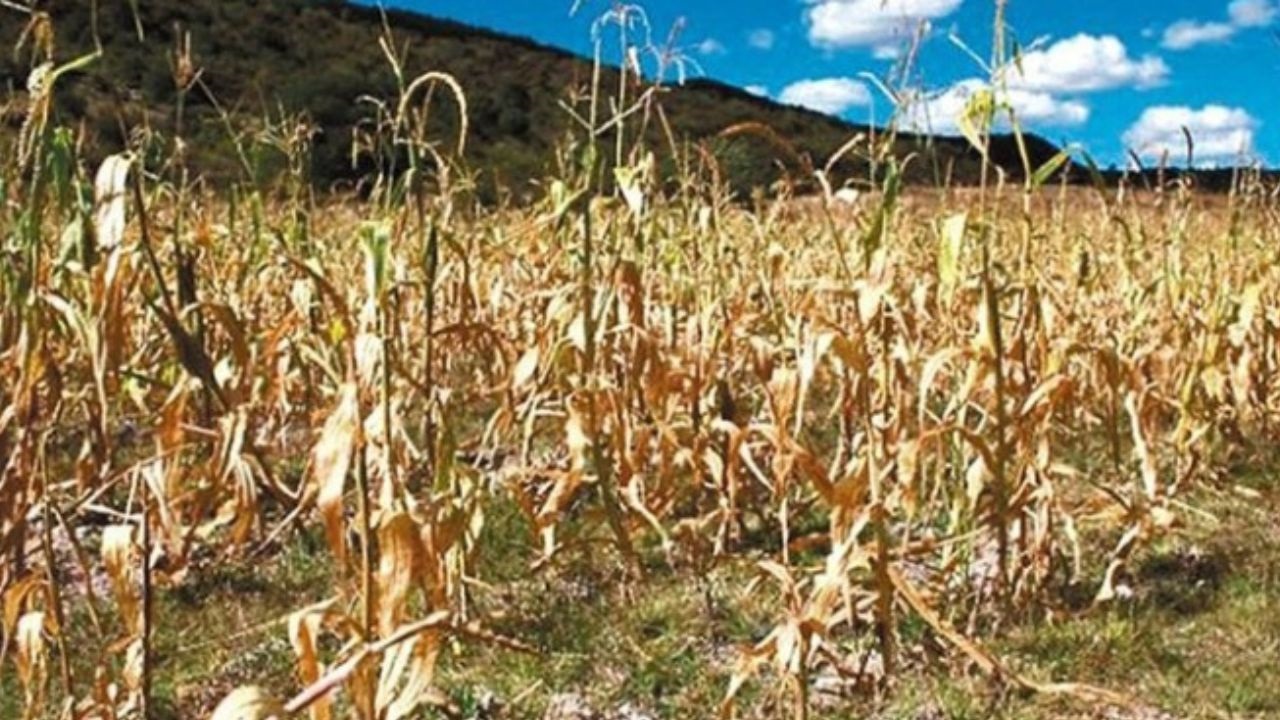 Una productora agrícola denunció un grave daño sobre un lote de maíz en el sudeste de Santiago del Estero, con una pérdida económica estimada en más de 220 millones de pesos.