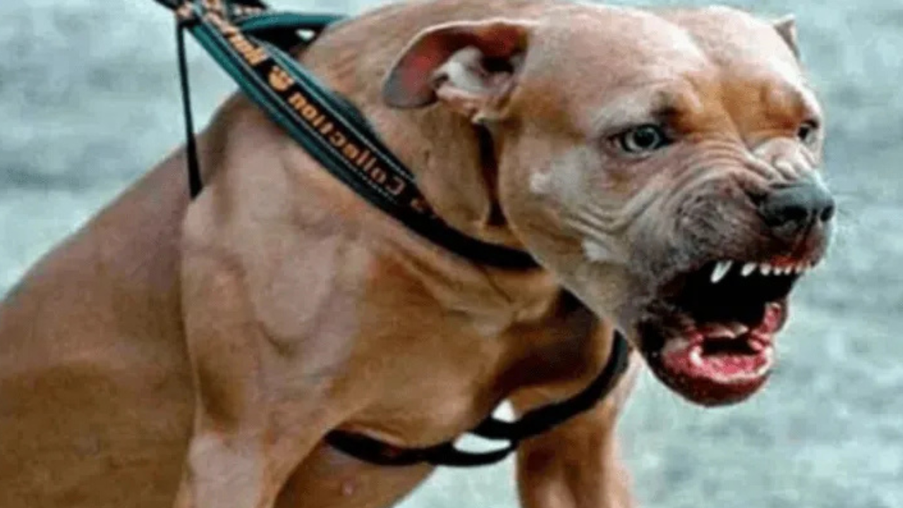 La mujer sufrió una infección severa en su brazo derecho. El dueño del pitbull quedó detenido con cargos por lesiones gravísimas culposas.