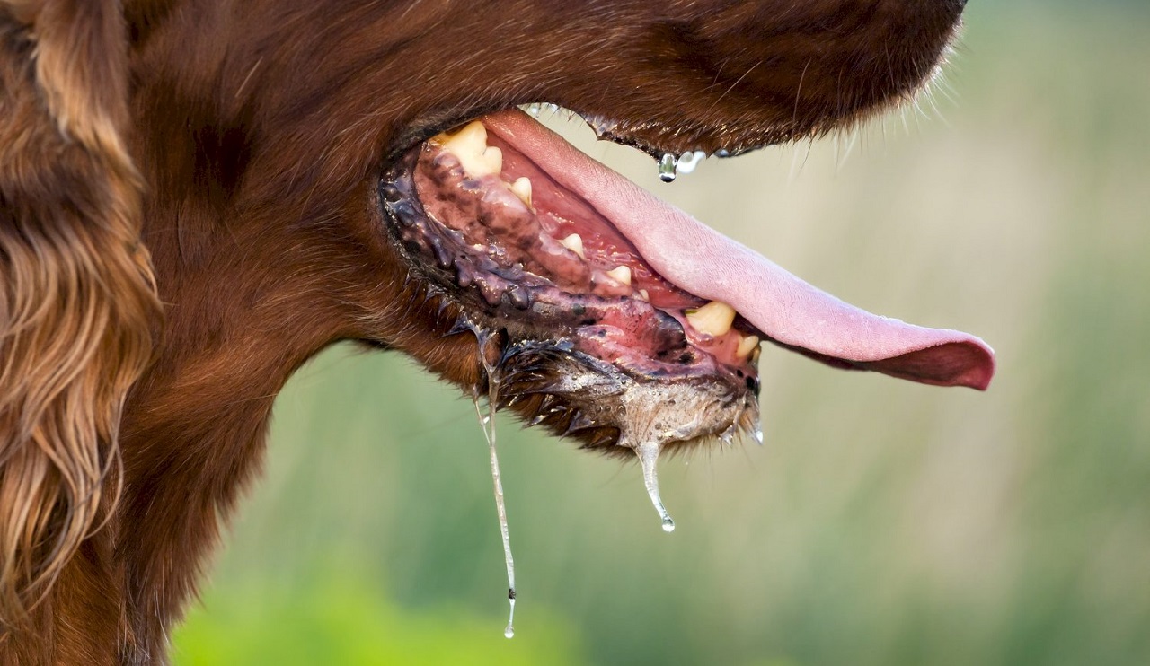 La misma falleció por heridas mortales en su cuello. Por su parte, los animales fueron sacrificados por su dueña y enterrados en su patio...