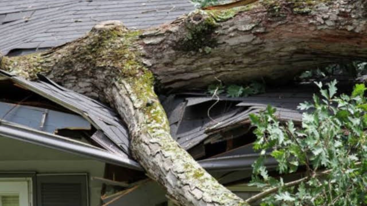 La Justicia de Mar del Plata condenó a una mujer por los daños que dos árboles de su propiedad provocaron en la vivienda lindera durante una tormenta ocurrida en diciembre de 2023. La aseguradora quedó eximida de responsabilidad porque la póliza excluía los daños a terceros y el fallo ordenó indemnizar los perjuicios materiales y el daño moral.