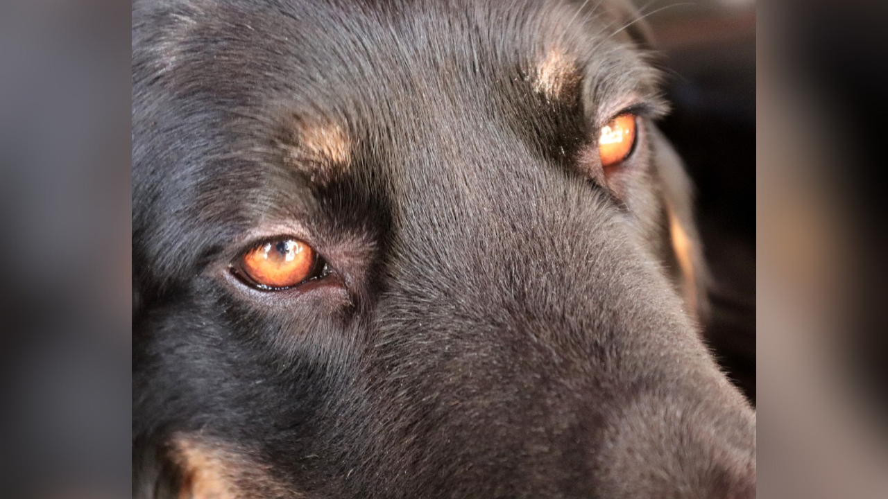 Un tribunal condenó a la dueña de un perro que atacó a su vecina, mordiéndola en varias partes del cuerpo.