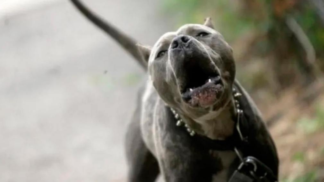 La víctima tenía 87 años. Estuvo internada dos días y le habían amputado una pierna. Al perro lo ahorcaron con una soga.