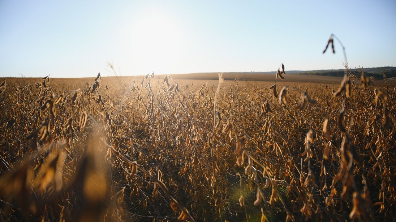 Cubre hasta 500.000 hectáreas y se apoya en un esquema de articulación público-privada que busca convertirse en un modelo replicable.