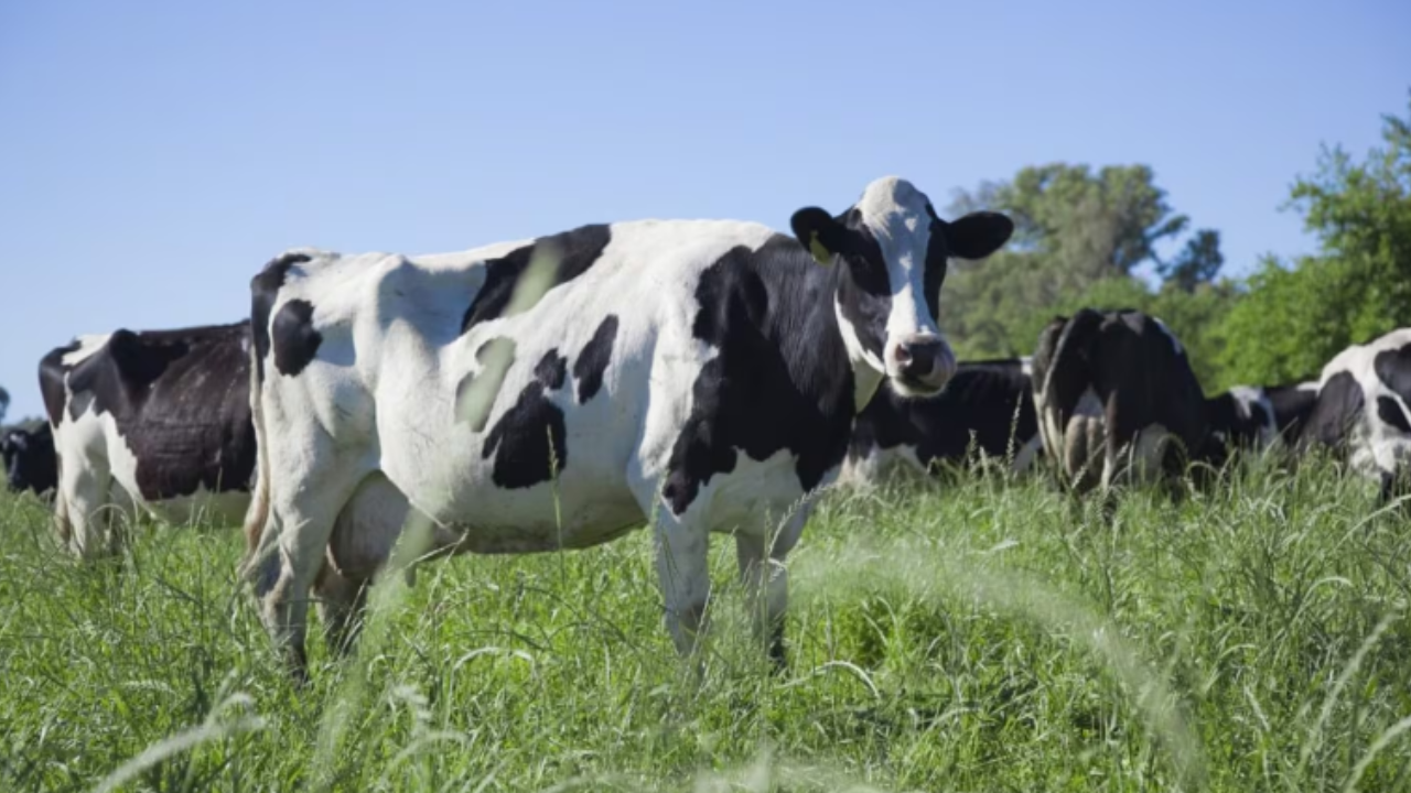 El productor afectado, de Colonia Merou, denunció la sustracción de animales por un valor superior a los $40 millones. La Brigada de Delitos Rurales investiga el hecho y analiza testimonios y cámaras de seguridad para dar con los responsables. En una zona rural ubicada a 30 kilómetros de Paraná, el robo de 43 vaquillonas sacudió a los…
