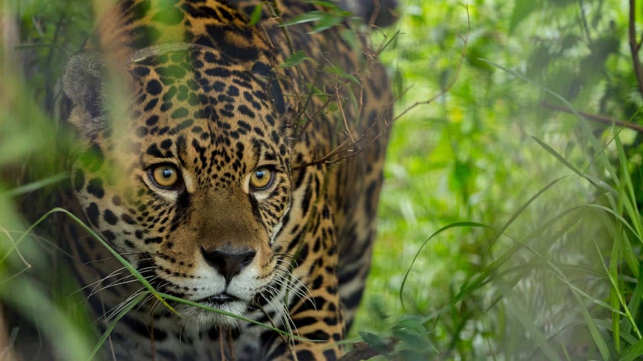 El Seguro extendió recientemente su alcance en la provincia de Misiones, consolidándose como una herramienta clave para la conservación de la biodiversidad.